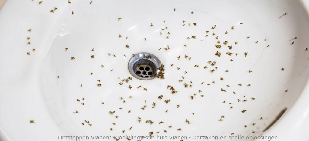 Rioolvliegjes in huis Vianen? Oorzaken en snelle oplossingen